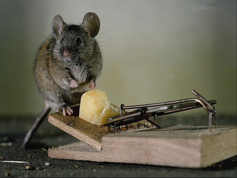 Mouse on Mousetrap