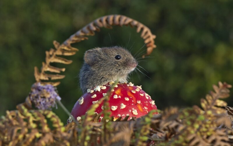Mouse on Mushroom