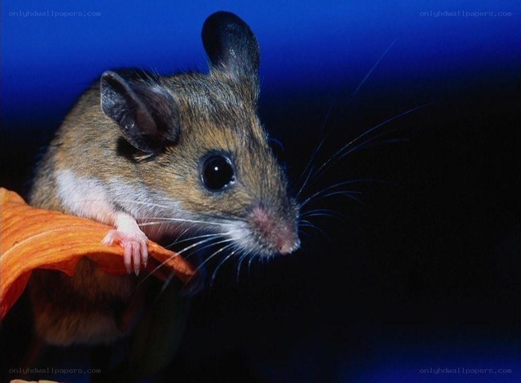 mouse on orange leaf