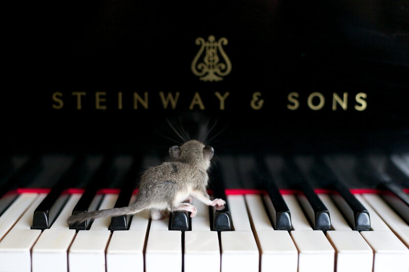 Mouse on Piano Keys — Black