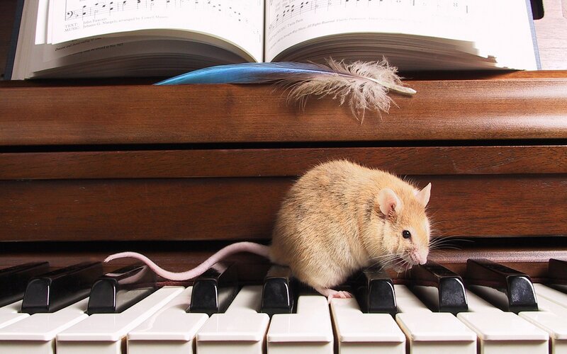 Mouse on Piano Keys — Brown, Calm