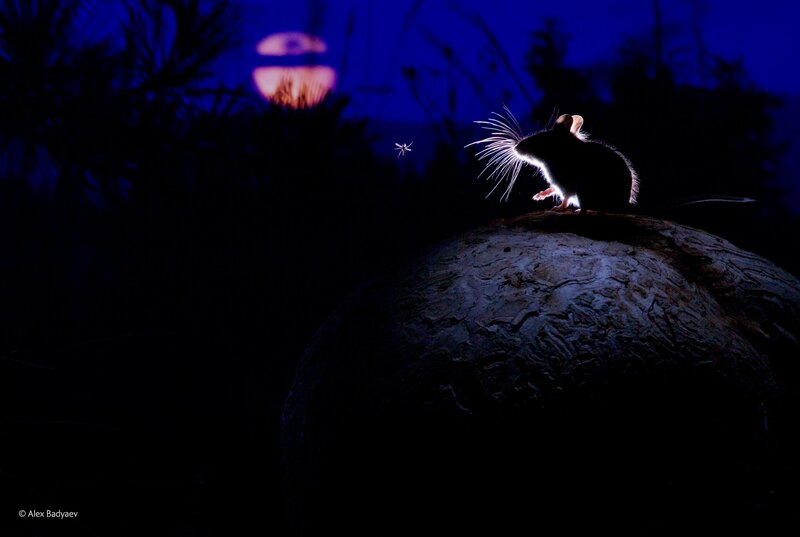 Mouse on Rock at Night