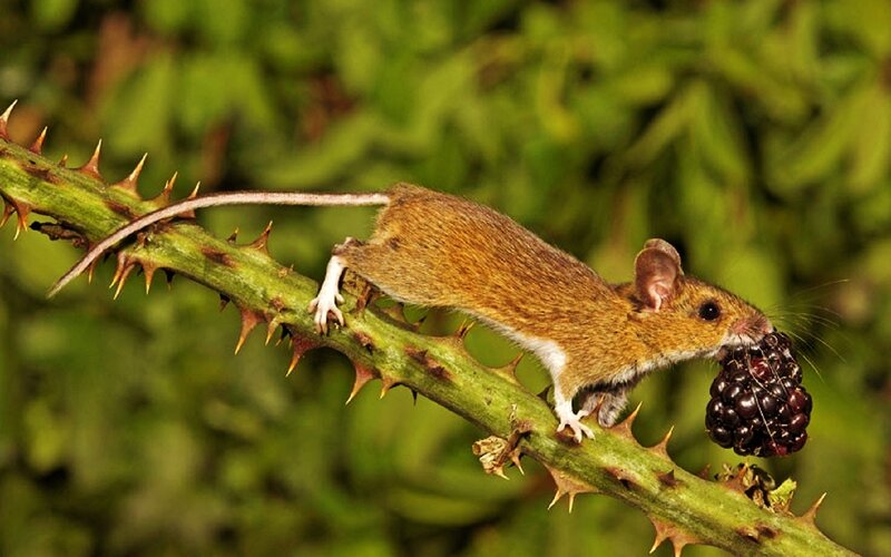 Mouse on Thorny Branch