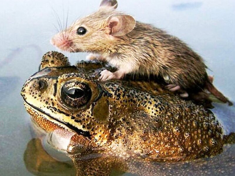 Mouse on Toad — Brown, Calm