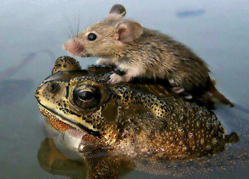 Mouse on Toad — Brown