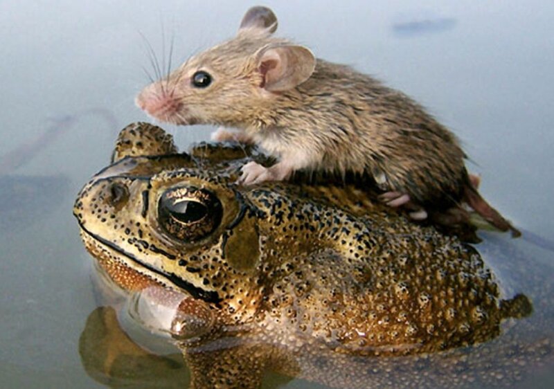 Mouse on Toad