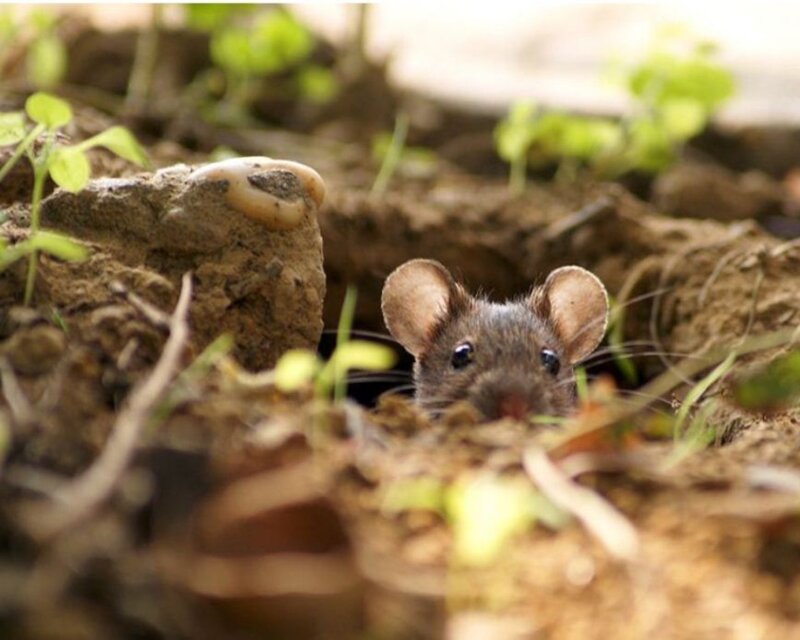 mouse peeking from a hole