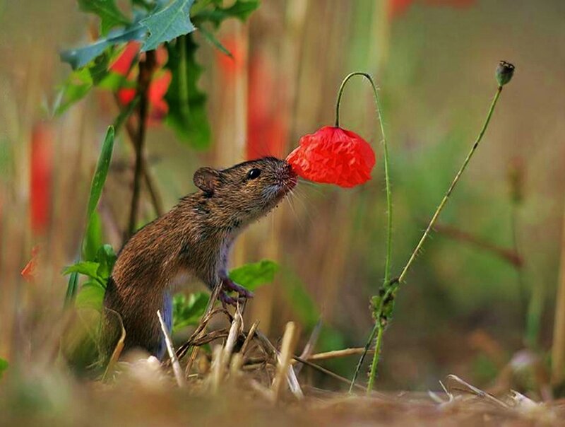 Mouse Sniffing Poppy — Red