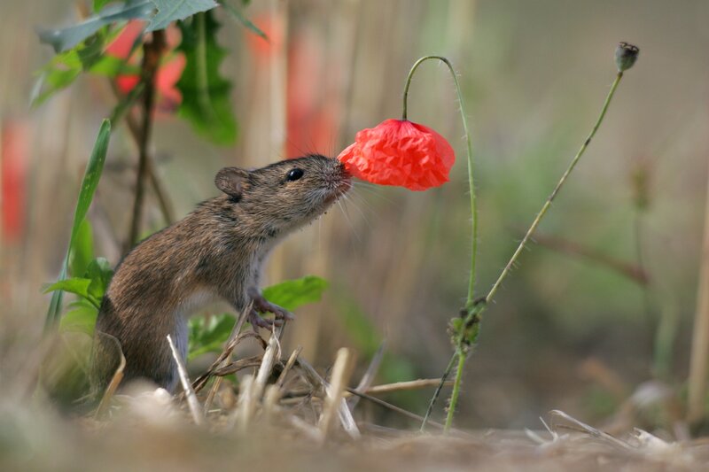 Mouse Sniffing Poppy