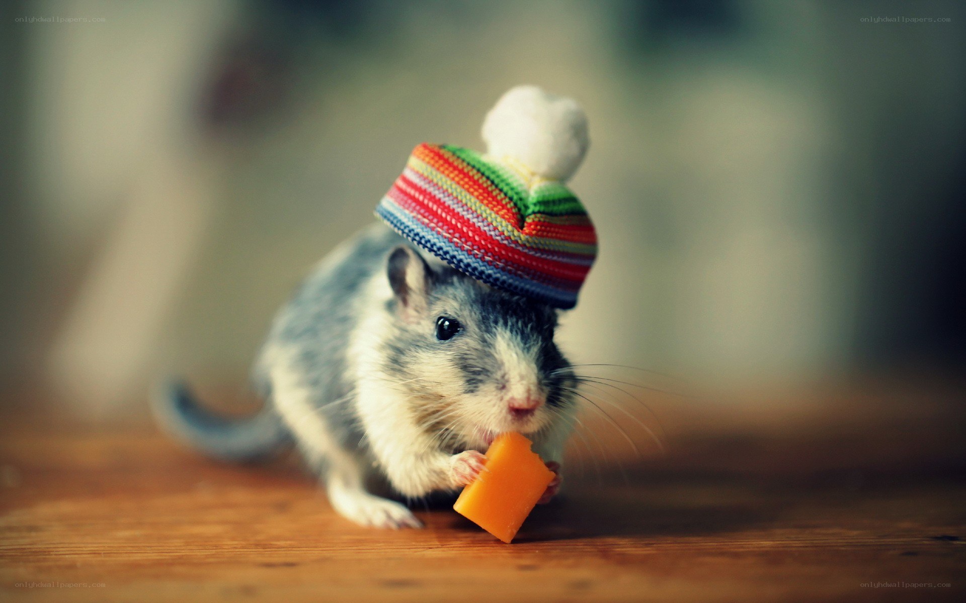 mouse wearing a hat eating cheese