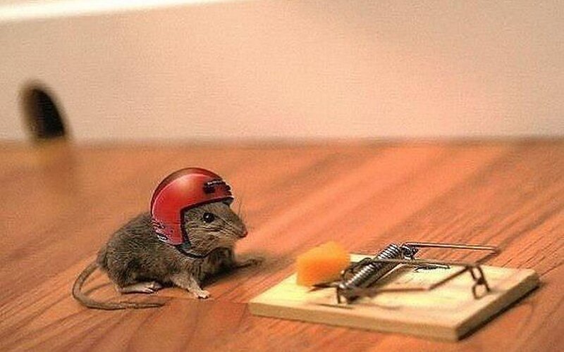Mouse Wearing Helmet — Brown, Humorous, Photograph