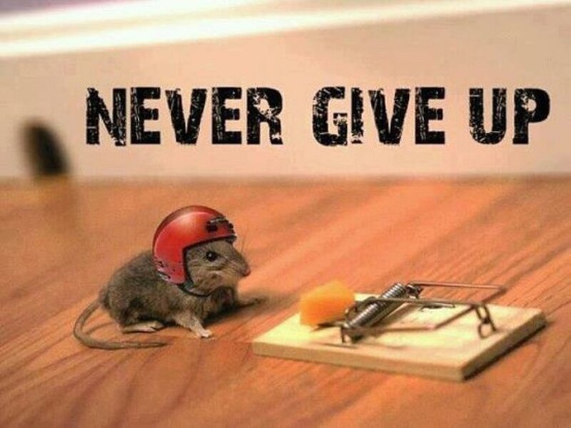 Mouse Wearing Helmet — Brown, Humorous