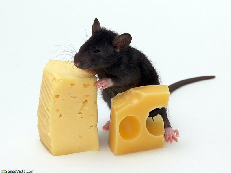 mouse with cheese blocks