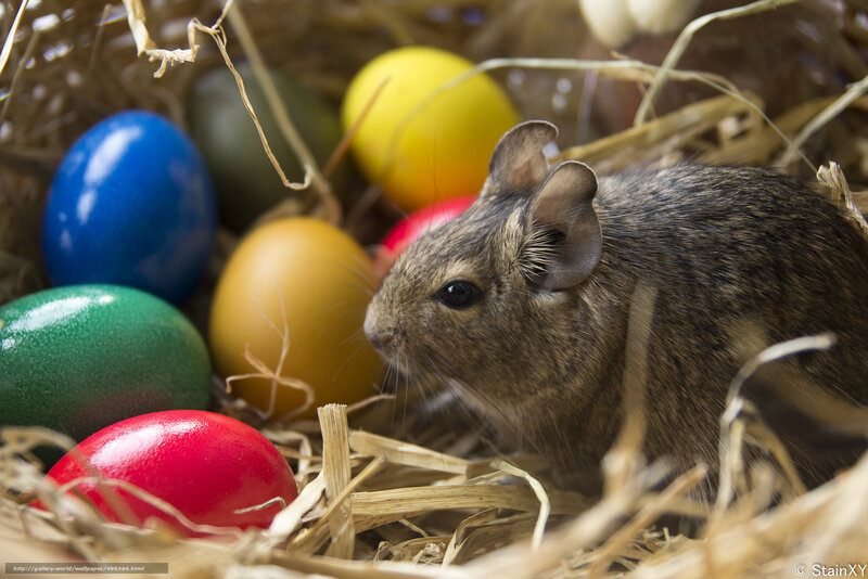 mouse with easter eggs