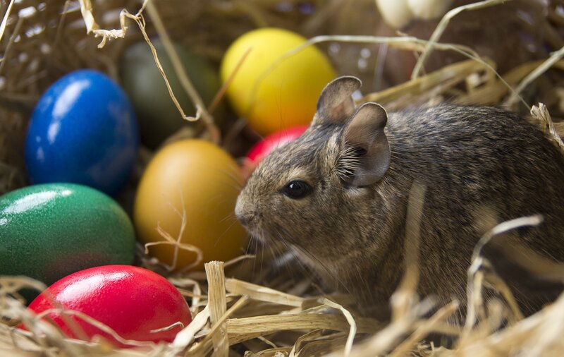 mouse with easter eggs