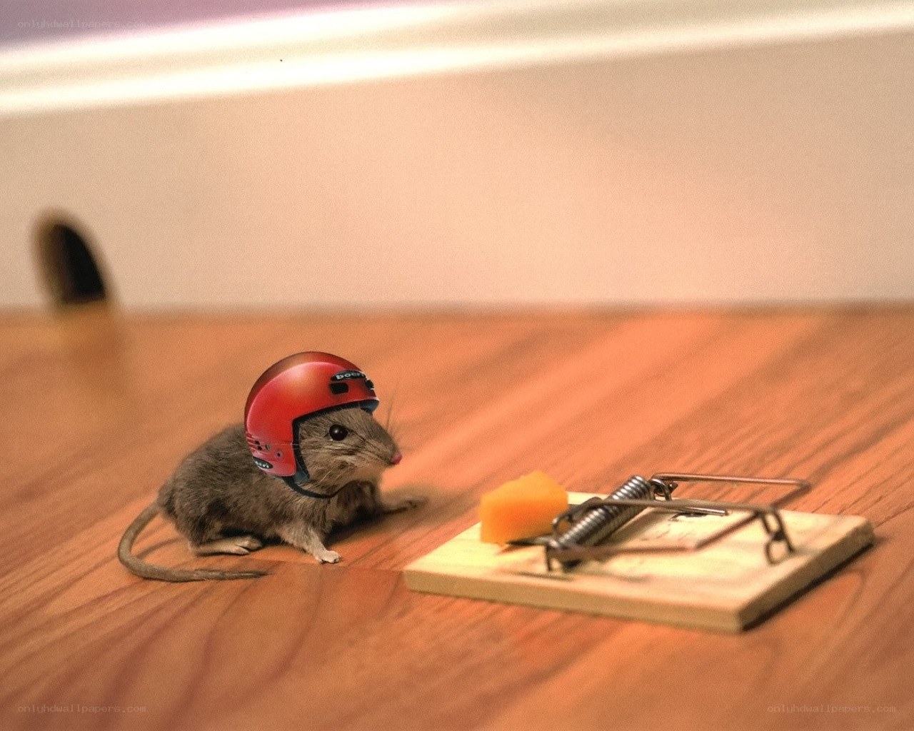 mouse with helmet near trap