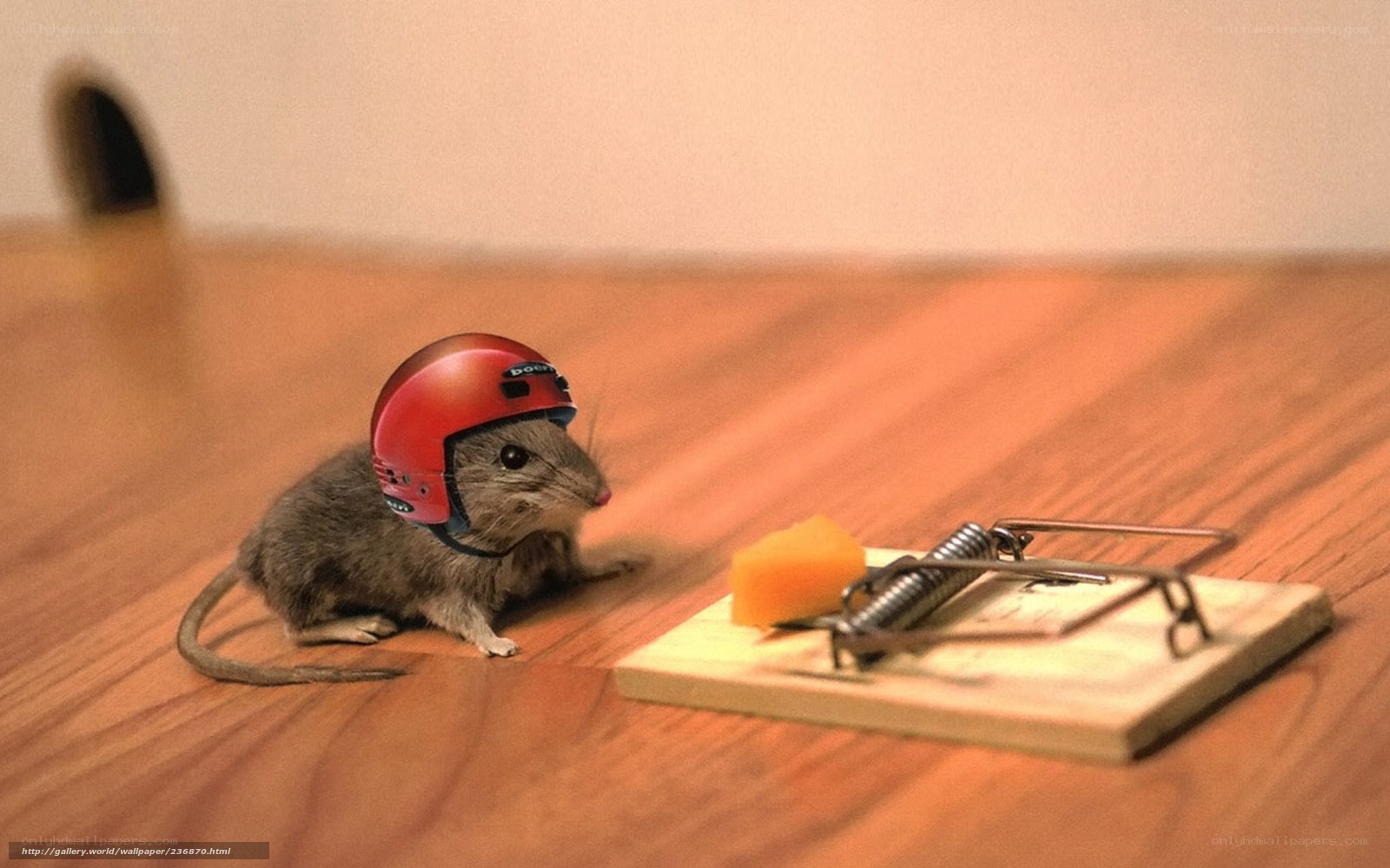 mouse with helmet near trap