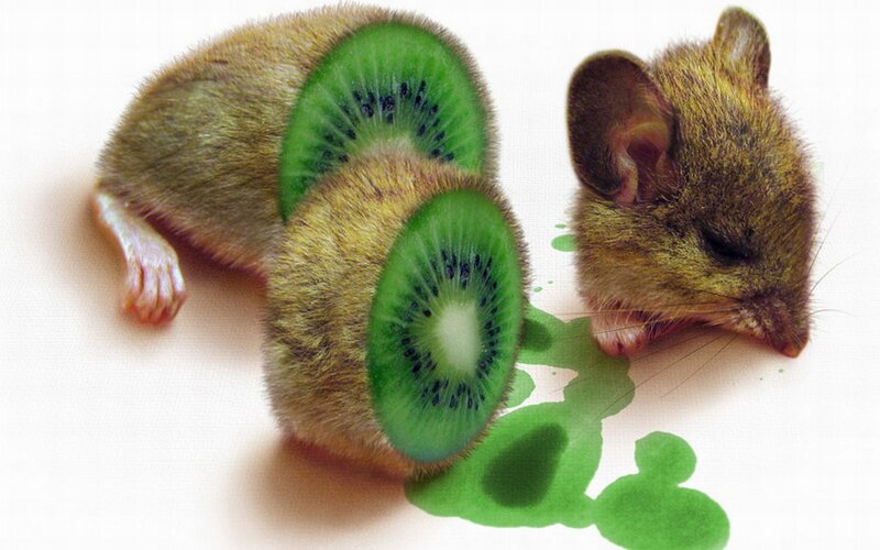 mouse with kiwi slices