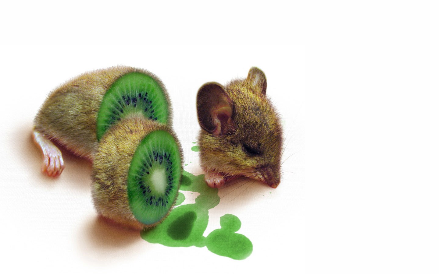 mouse with kiwi slices