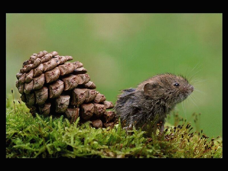 mouse with pinecone on moss
