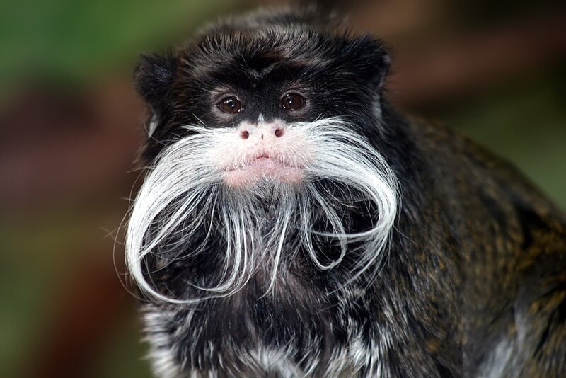 Moustached tamarin monkey
