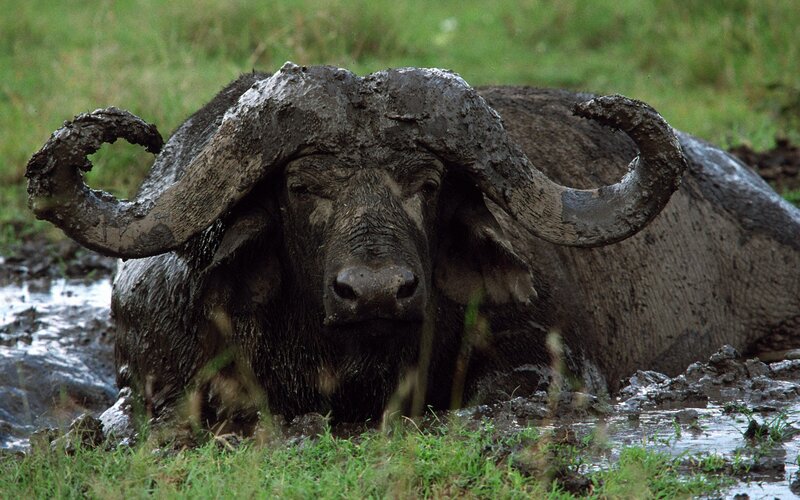 muddy buffalo in a swamp