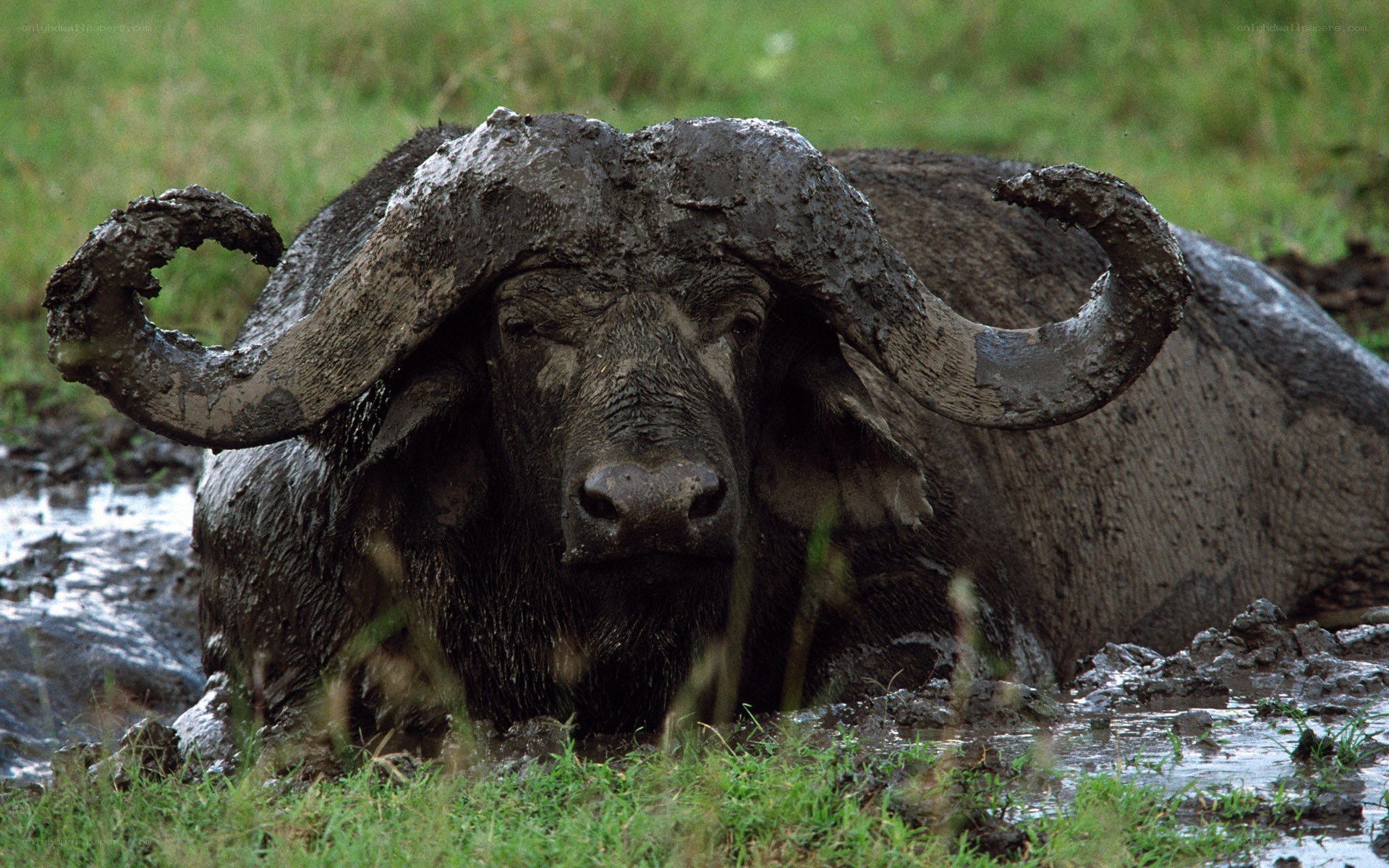 muddy buffalo in a swamp