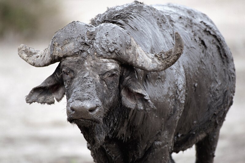 muddy buffalo in natural habitat