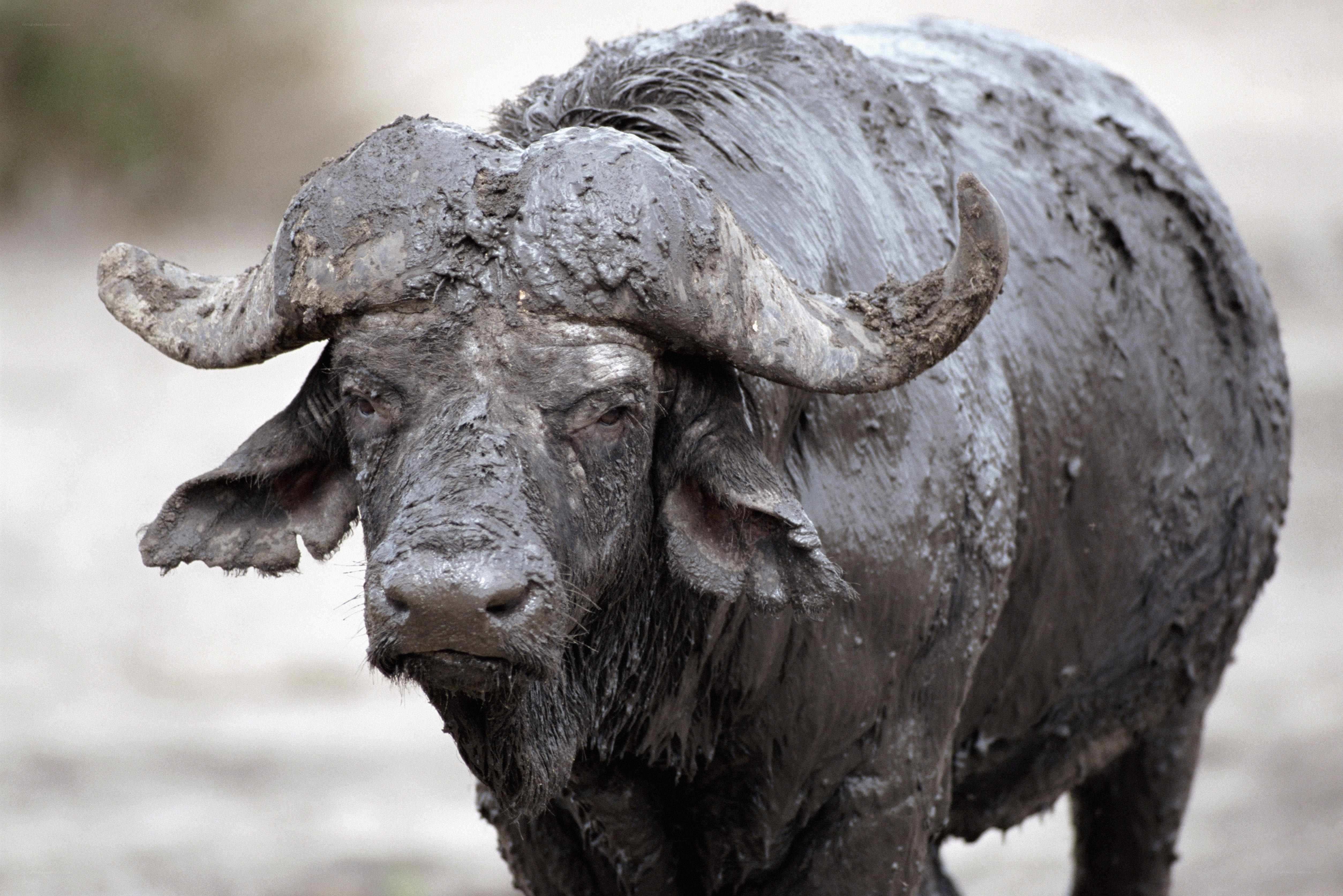 muddy buffalo in natural habitat