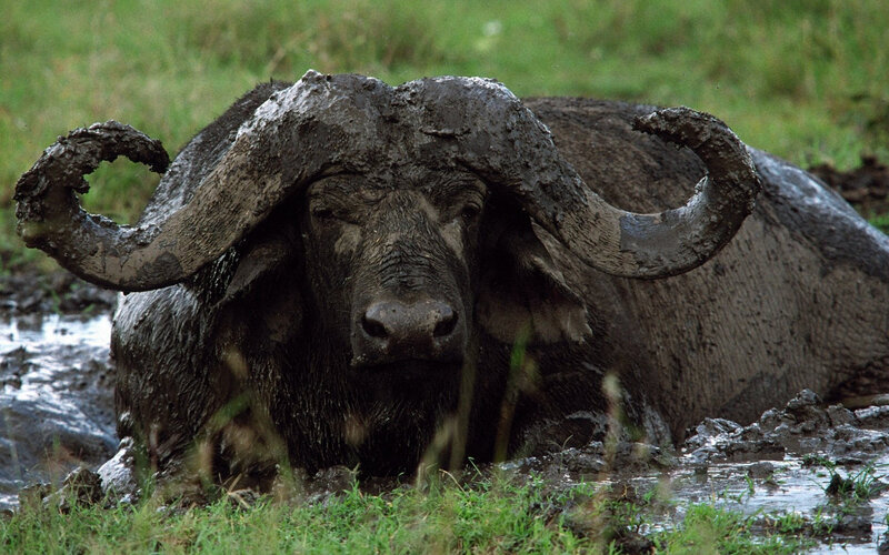 Muddy Buffalo in Water