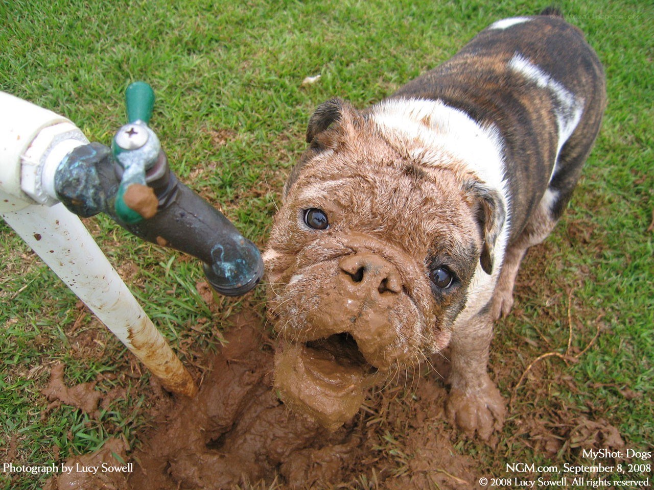 muddy dog drinking from faucet