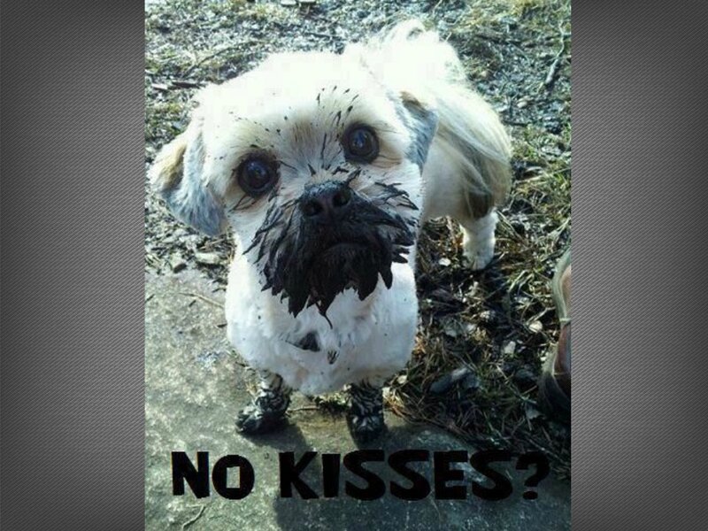 Muddy Dog