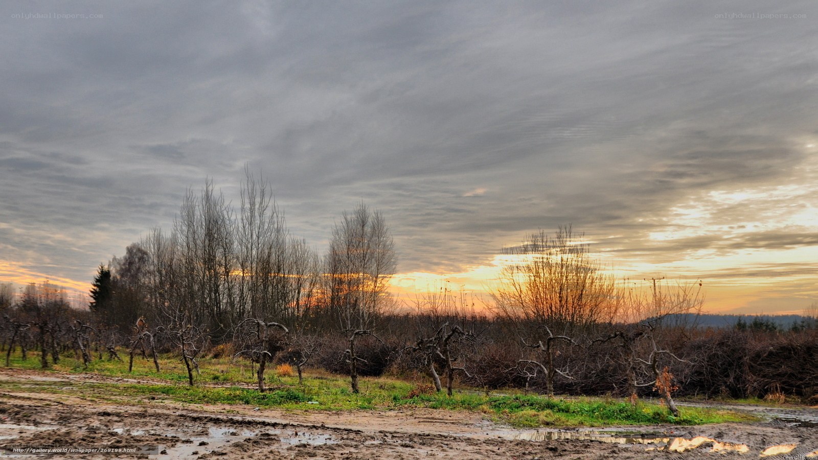 Muddy field at sunset