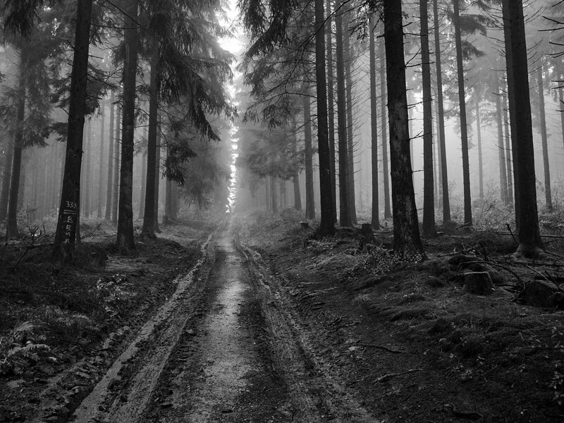 Muddy Forest Path — Black