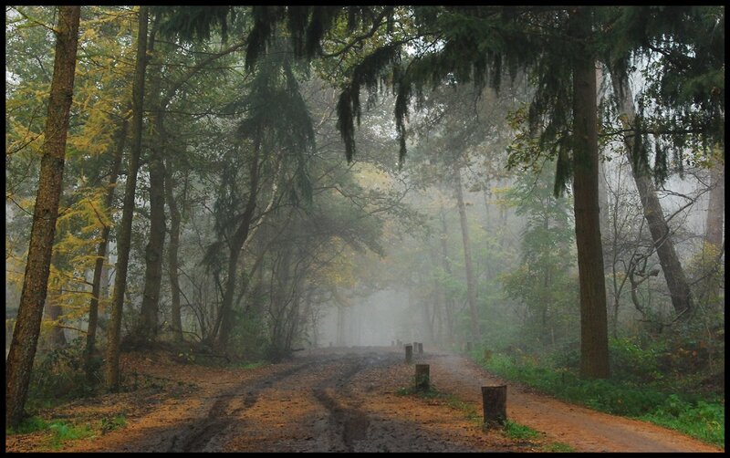 Muddy Forest Path — Green, Misty, Autumn
