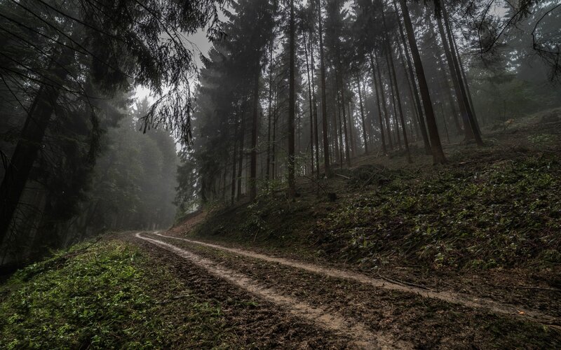 Muddy Forest Path — Green, Misty