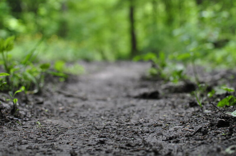 Muddy Forest Path — Green, Natural