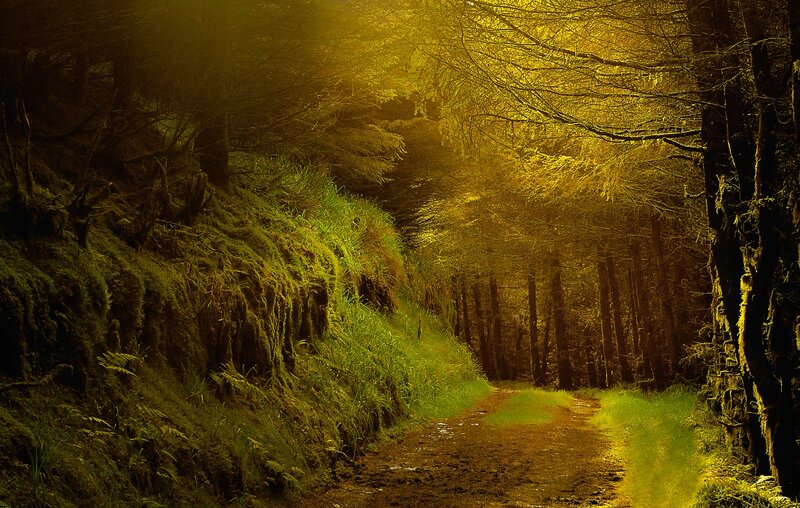 Muddy Forest Path — Green