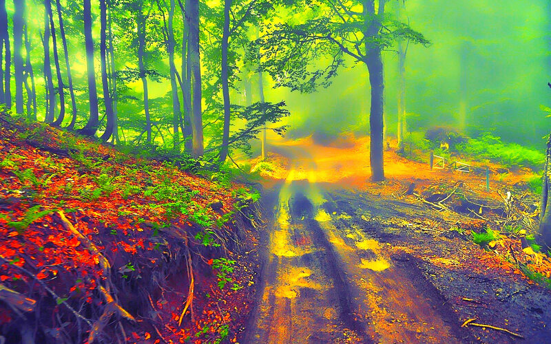 Muddy Forest Path