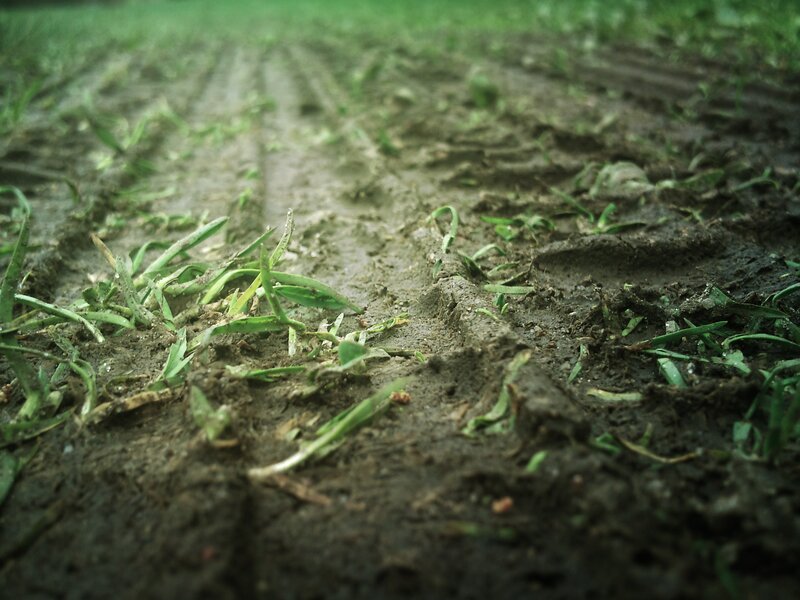 muddy grassy field