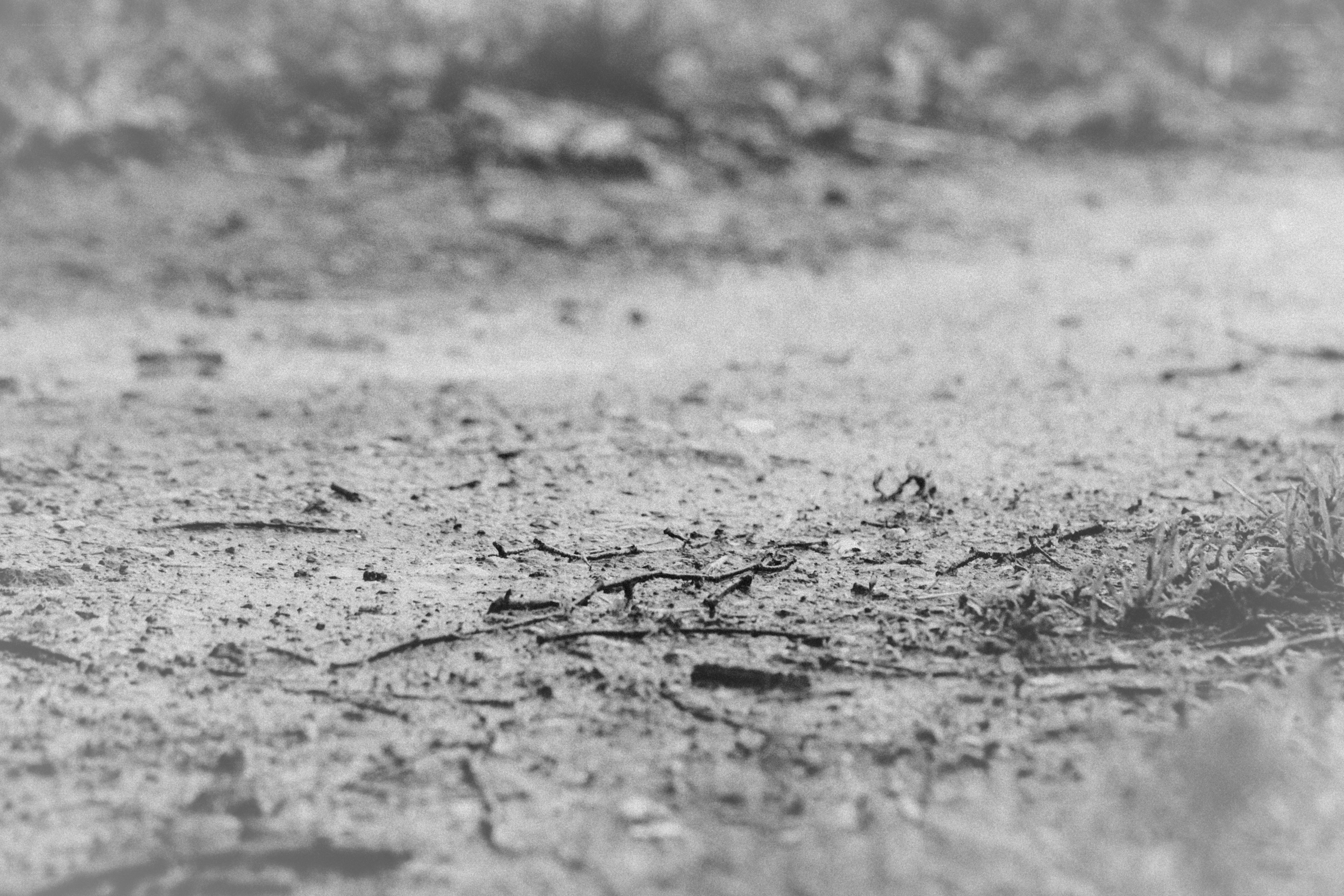 muddy ground with twigs