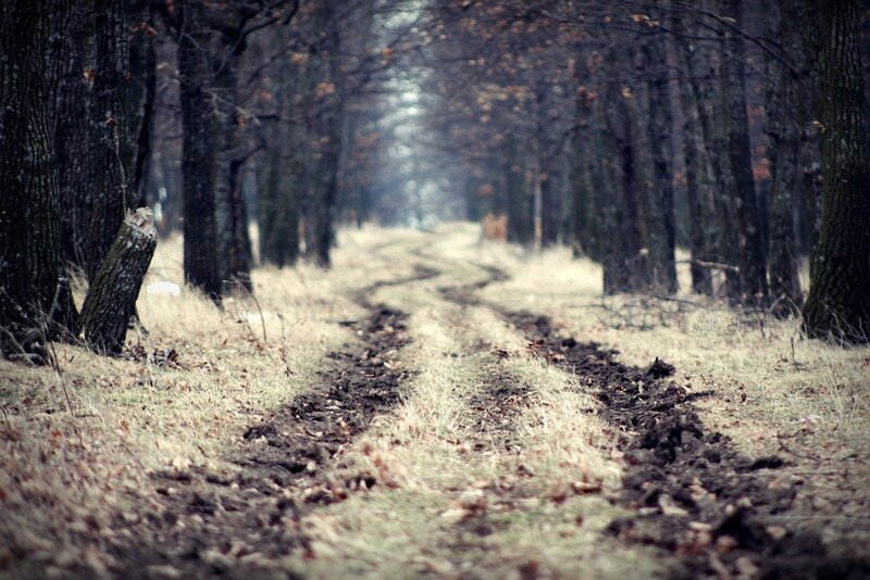Muddy path in a forest