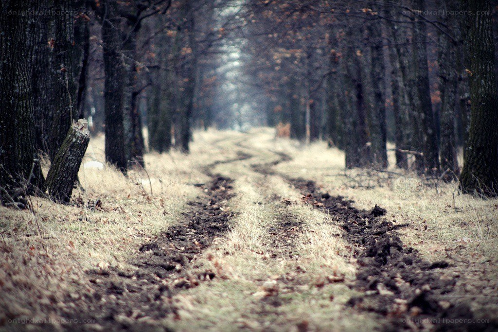 Muddy path in a forest