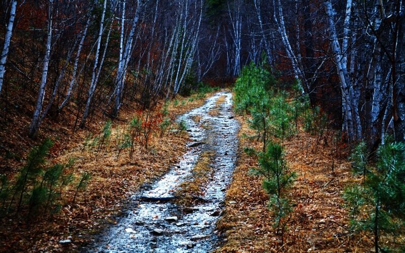 muddy path in autumn forest