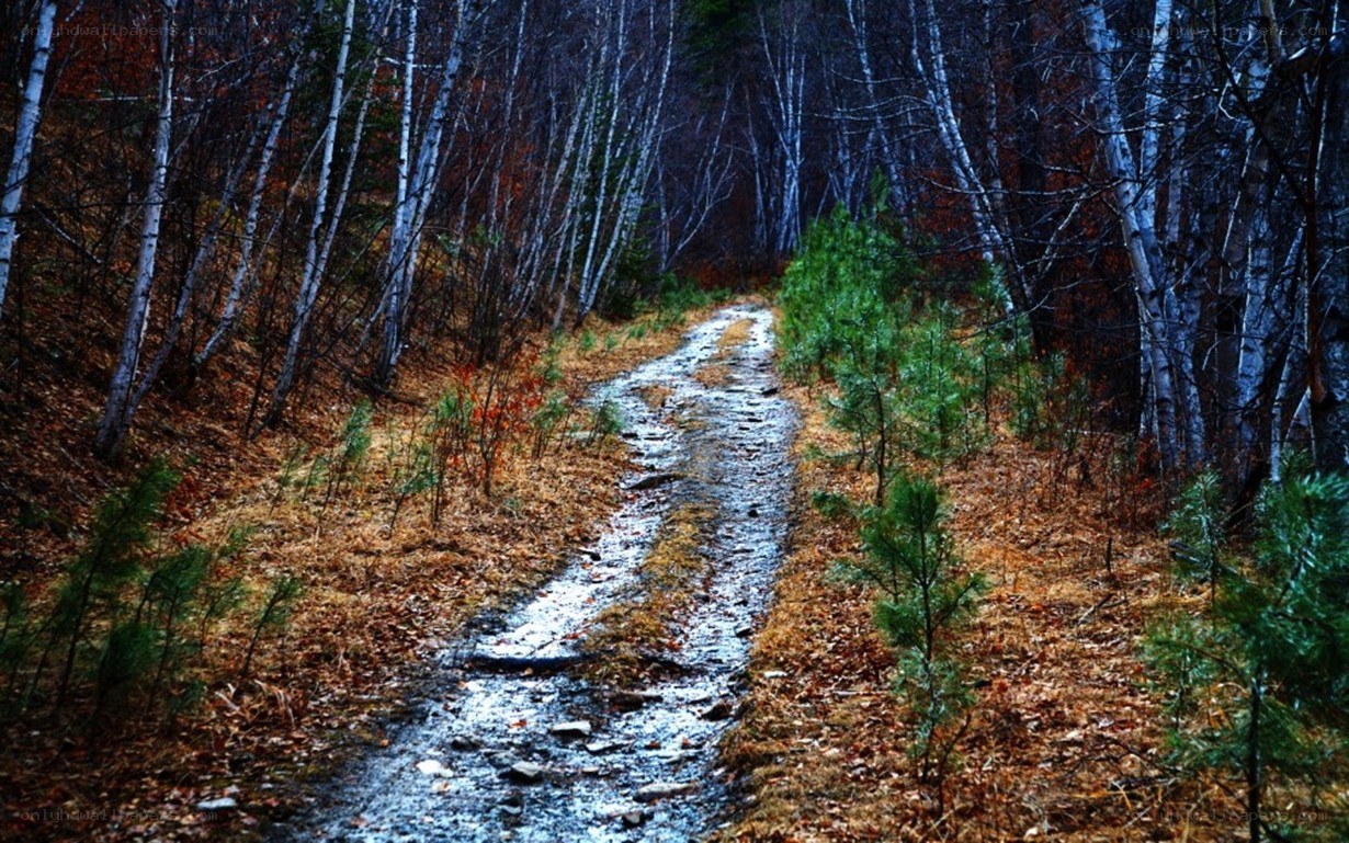 muddy path in autumn forest