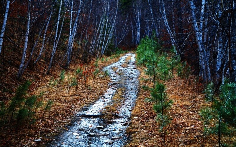 Muddy Path in Forest — Brown, Dreary
