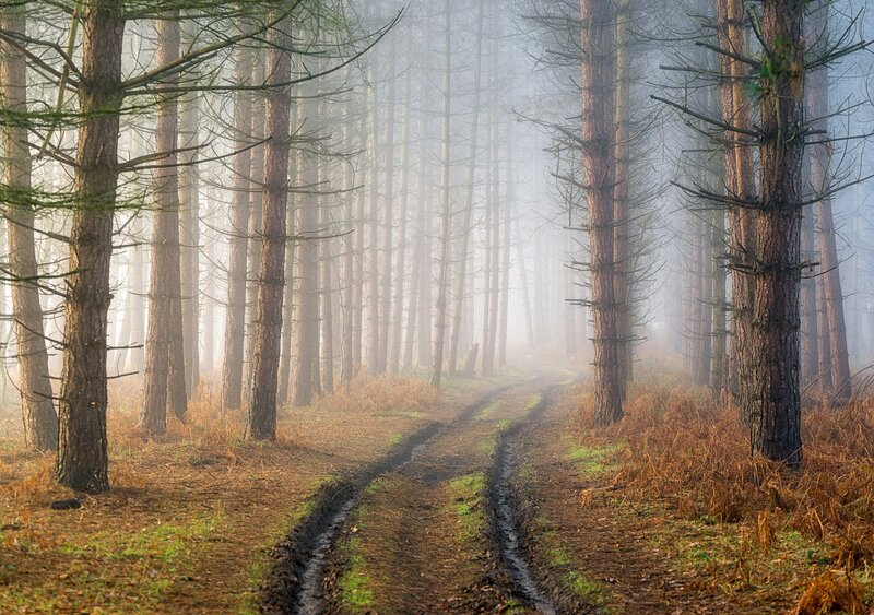 Muddy Path in Forest — Brown