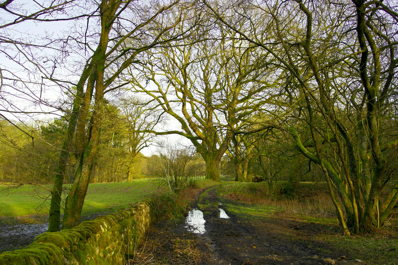 Muddy Path in Forest