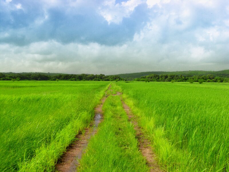 Muddy Path in Rice Field