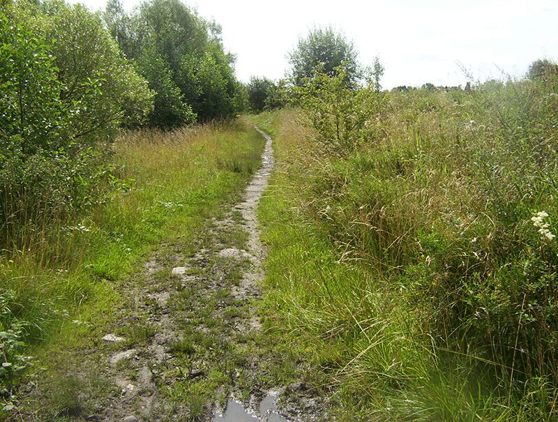 Muddy Path Through Grass
